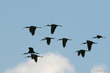 Glossy Ibis - Zwarte Ibis - Plegadis facinellus