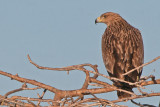 Eastern Imperial Eagle - Keizerarend - Aquila heliaca