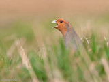 Grey Partridge - Patrijs - Perdix perdix