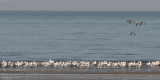 Crab Plover - Krabplevier - Dromas ardeola
