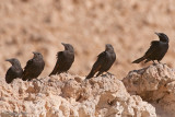 Tristams Starling - Tristams Spreeuw - Onychognathus tristamii