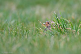 Grey Partridge - Patrijs - Perdix perdix