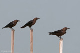 Brown-necked Raven - Bruinnekraaf - Corvus ruficollis