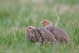 Grey Partridge - Patrijs - Perdix perdix
