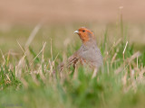 Grey Partridge - Patrijs - Perdix perdix
