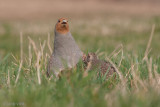 Grey Partridge - Patrijs - Perdix perdix
