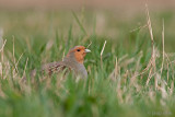Grey Partridge - Patrijs - Perdix perdix