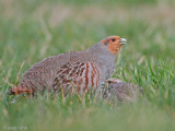 Grey Partridge - Patrijs - Perdix perdix