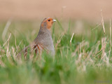 Grey Partridge - Patrijs - Perdix perdix