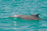 Spinner Dolphin - Langsnuitdolfijn - Stenella longirostris