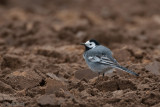 White Wagtail - Witte Kwikstaart - Motacilla alba
