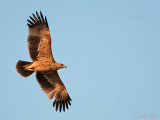 Eastern Imperial Eagle - Keizerarend - Aquila heliaca