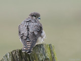 Merlin - Smelleken - Falco columbarius