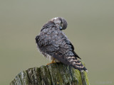 Merlin - Smelleken - Falco columbarius