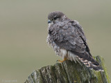 Merlin - Smelleken - Falco columbarius