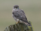 Merlin - Smelleken - Falco columbarius