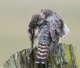 Merlin - Smelleken - Falco columbarius