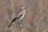 Desert Wheatear - Woestijntapuit - Oenanthe deserti