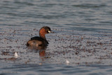Little Grebe - Dodaars -Tachybaptus ruficollis