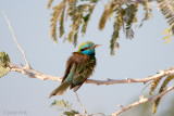 Green bee-eater - Kleine Groene Bijeneter - Merops orientalis