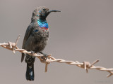 Shining Sunbird - Glanshoningzuiger - Cinnyris habessinicus