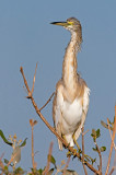 Squacco Heron - Ralreiger - Ardeola ralloides