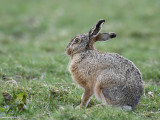 European Hare - Haas - Lepus europaeus