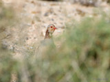 Barbary Partridge - Barbarijse Patrijs - Alectoris barbara