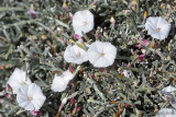 Medusas Head Bindweed - Convulvus caput-medusae