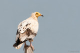 Egyptian Vulture - Aasgier - Neophron percnopterus