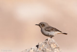 Blackstart - Zwartstaart - Oenanthe melanura