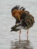 Ruff - Kemphaan - Philomachus pugnax