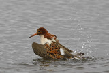 Ruff - Kemphaan - Philomachus pugnax