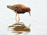 Ruff - Kemphaan - Philomachus pugnax