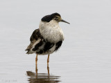 Ruff - Kemphaan - Philomachus pugnax