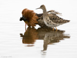 Ruff - Kemphaan - Philomachus pugnax