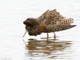 Ruff - Kemphaan - Philomachus pugnax