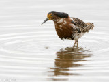 Ruff - Kemphaan - Philomachus pugnax