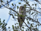 Ural Owl - Oeraluil - Strix uralensis