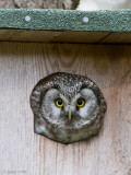 Tengmalms Owl - Ruigpootuil - Aegolius funereus