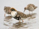 Ruff - Kemphaan - Philomachus pugnax