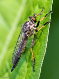 Common Awl Robberfly - Bosrandroofvlieg - Neoitamus cyanurus