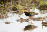 Ruff - Kemphaan - Philomachus pugnax