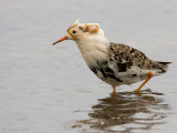 Ruff - Kemphaan - Philomachus pugnax