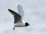 Little Gull - Dwergmeeuw - Hydrocoloeus minutus