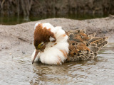 Ruff - Kemphaan - Philomachus pugnax