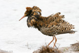 Ruff - Kemphaan - Philomachus pugnax