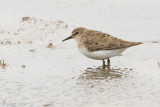 Temmincks Stint - Temmincks Strandloper - Calidris temminckii