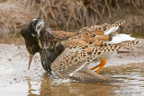 Ruff - Kemphaan - Philomachus pugnax