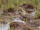 Ruff - Kemphaan - Philomachus pugnax